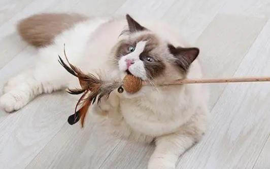 請問貓咪嘔吐的原因及處理方法？