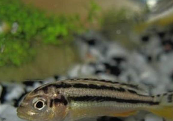 貓咪咬釣魚線是什么原因