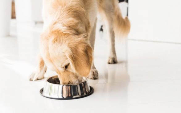 金毛幼犬為什么愛咬人