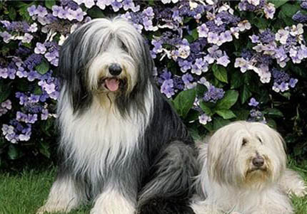 選購(gòu)英國(guó)古代牧羊犬時(shí)要注意什么