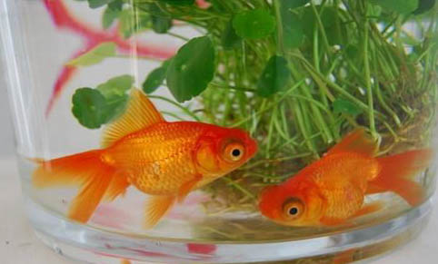 龍魚的飼養要求