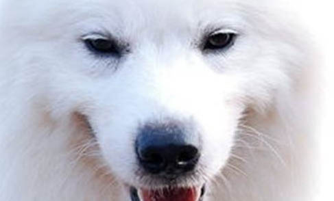 狗狗需要多久打一次狂犬疫苗