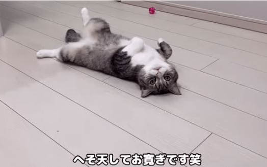 貓咪異食癖吃什么微量元素好