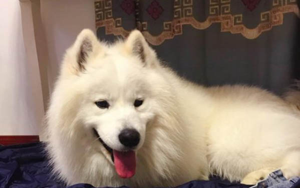 狗狗拉血的原因有哪些？