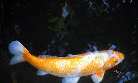 清理魚缸糞便妙招？