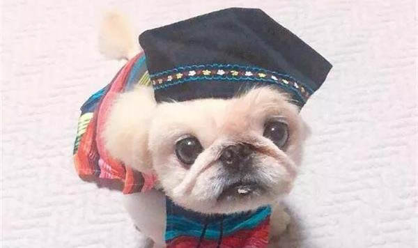 博美狗狗可以吃酸奶嗎