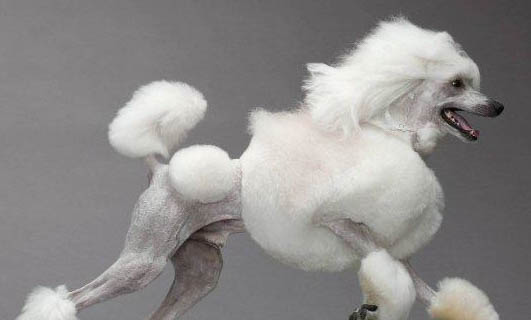 貴賓犬可以吃獼猴桃嗎