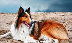 蘇格蘭牧羊犬口臭的原因及處理方法