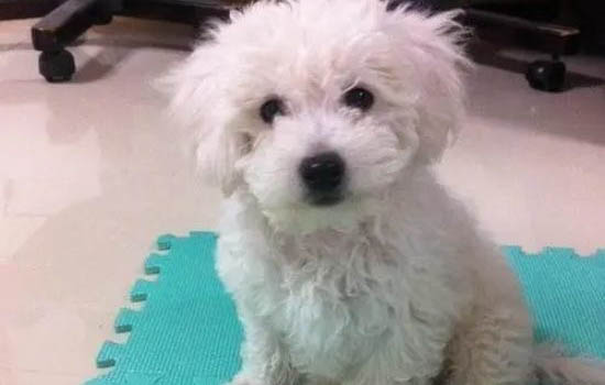 比熊適合吃什么狗糧才沒有淚痕呢
