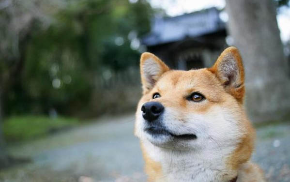 狗狗細小第六天存活概率大嗎
