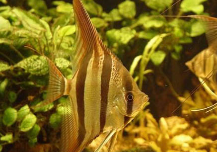 埃及神仙魚能和其他魚混養(yǎng)嗎