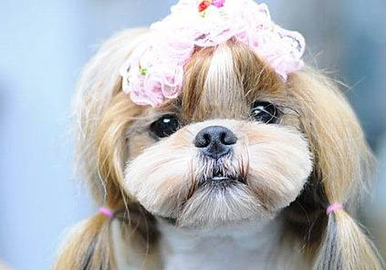 西施犬的牙齒