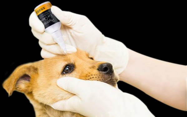 狗狗沒有精神也沒有食欲是怎么了