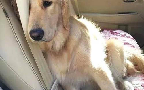 怎么樣才能讓狗狗毛長得快？