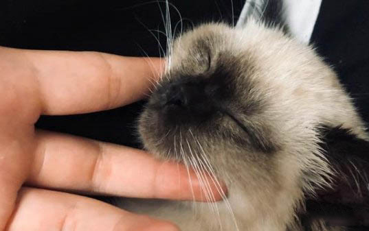 小貓嘔吐應該怎么辦