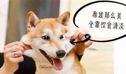 淘寶買狗可靠嗎