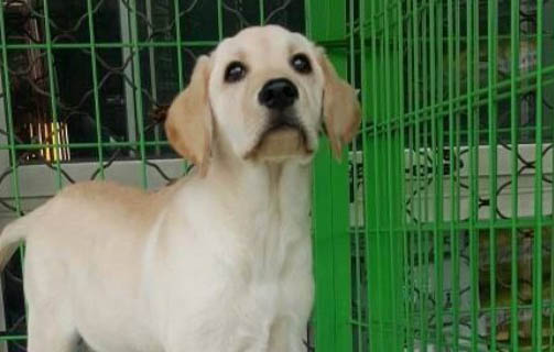 純拉布拉多犬的特征