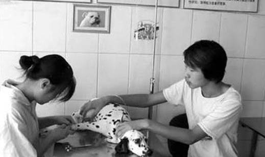 狗狗拉稀腥臭帶血