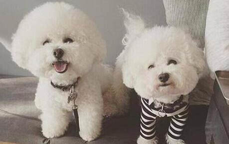 兩個月的小狗得犬瘟能活多久