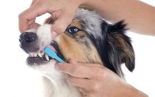 狗得了腸胃型犬瘟多久能好