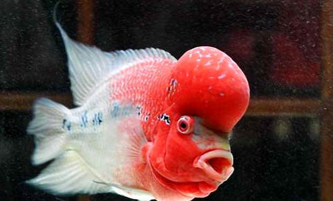 泰金羅漢魚能活多久