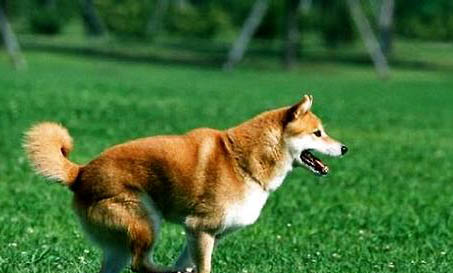 柴犬腸胃不好應該怎么調理