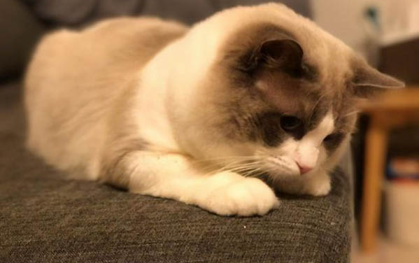 小貓咪為什么喜歡蹭人