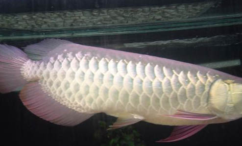 給龍魚投喂青蛙要注意什么