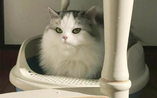 小貓兩天不拉屎怎么辦