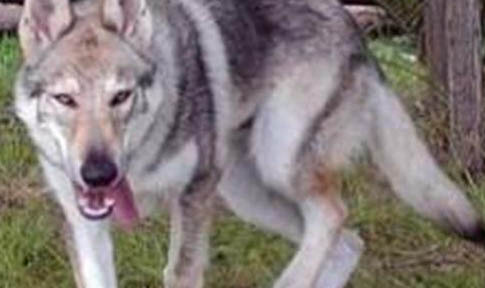 捷克狼犬在中國禁養嗎為什么