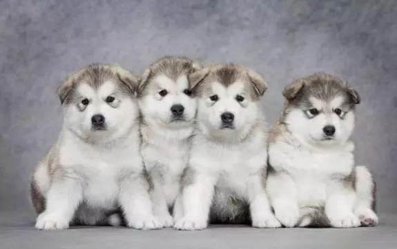 怎么樣買到純阿拉斯加犬