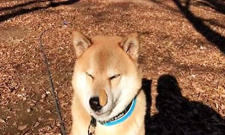 柴犬顏色分類圖片大全