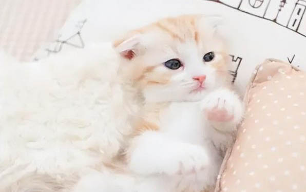 什么貓溫順好養