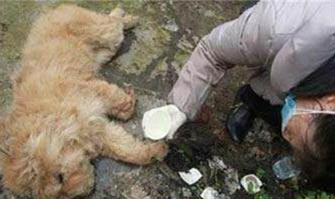 狗狗吃了芒果核會死嗎