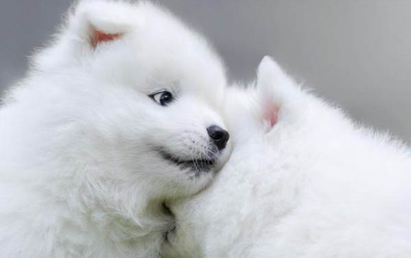 薩摩耶幼犬一個月圖片