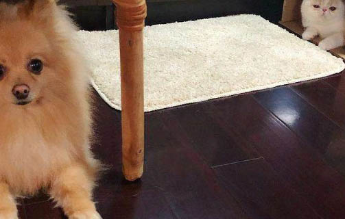 狗狗身上蜱蟲怎么根治