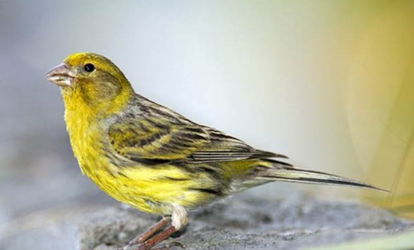芙蓉鳥什么時候合籠