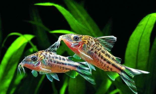 鸚鵡魚身上掉鱗發白爛皮