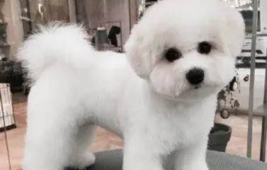比熊怎么看純不純?