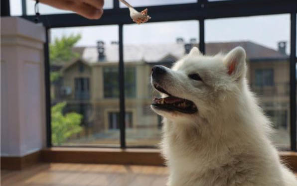 狗吃什么奶粉好