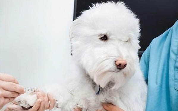 狗狗如何克服畏縮行為