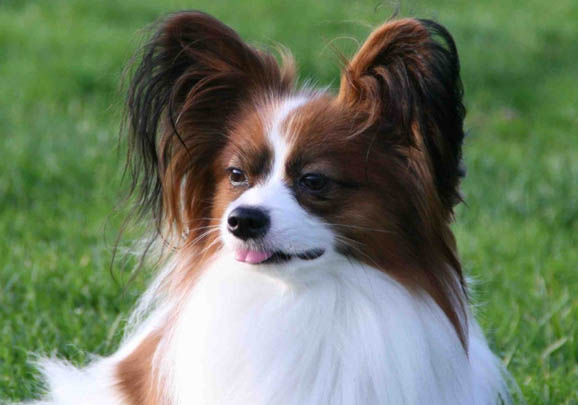 蝴蝶犬需要補鈣嗎