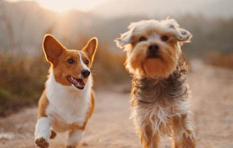 狗狗如何預防犬瘟熱？