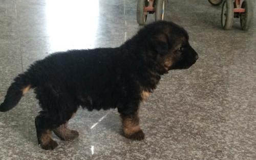 懷孕狗狗為什么叼東西