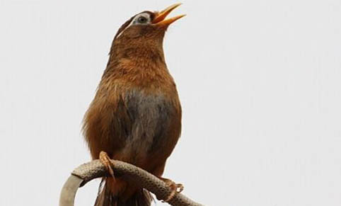 畫眉鳥飼養(yǎng)方法?