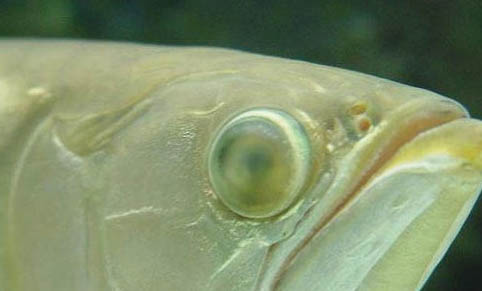 龍魚(yú)吃什么發(fā)色更好?
