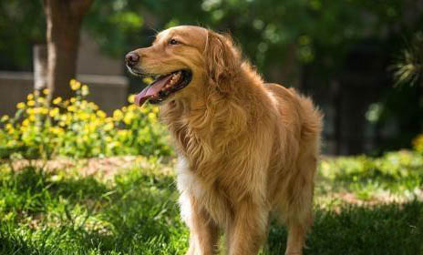犬瘟熱不治療能活多久