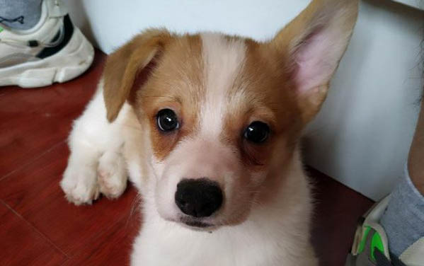 幼犬打了它會記仇嗎？幼犬為什么老是睡覺？