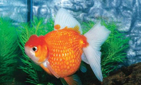 金魚和鳳尾魚能混養(yǎng)嗎