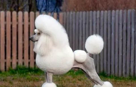 貴賓犬多久洗一次澡